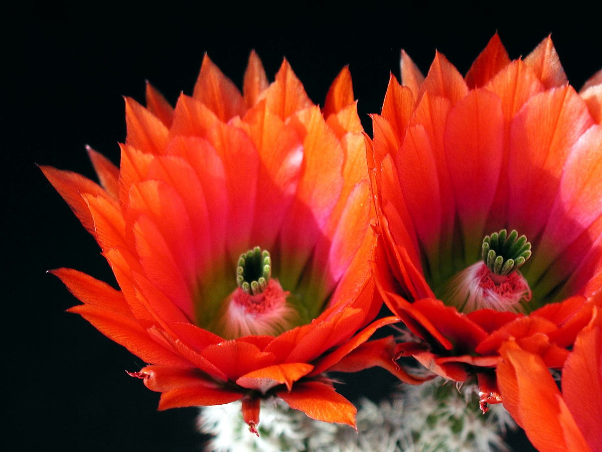 Echinocereus dasyacanthus 25 Seeds