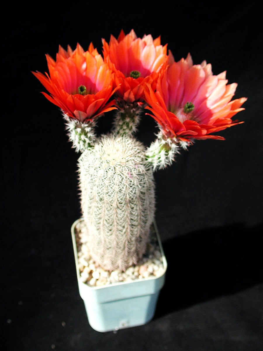 Echinocereus dasyacanthus 25 Seeds