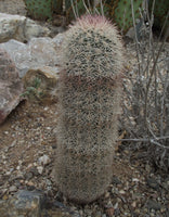Echinocereus dasyacanthus 25 Seeds - Texas Rainbow Cactus