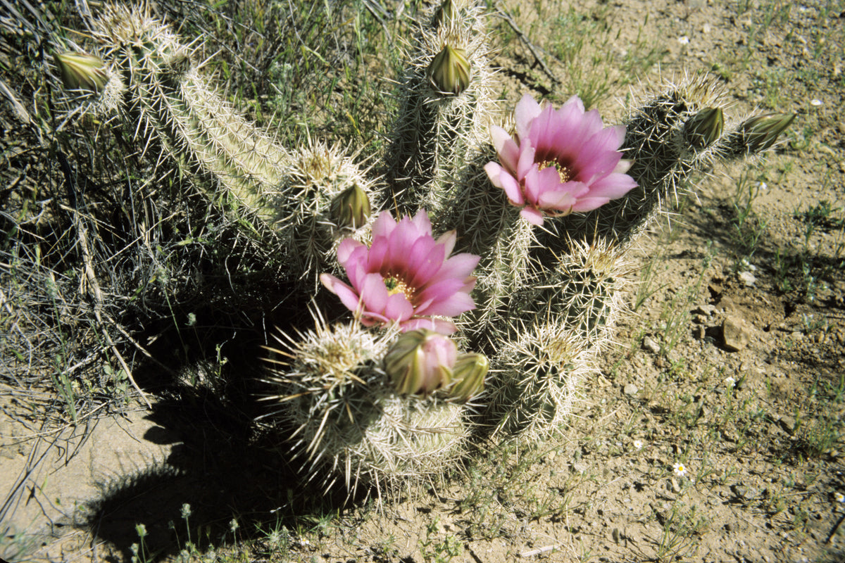 Echinocereus stramineus 25 Seeds - Straw Colored Hedgehog Cactus