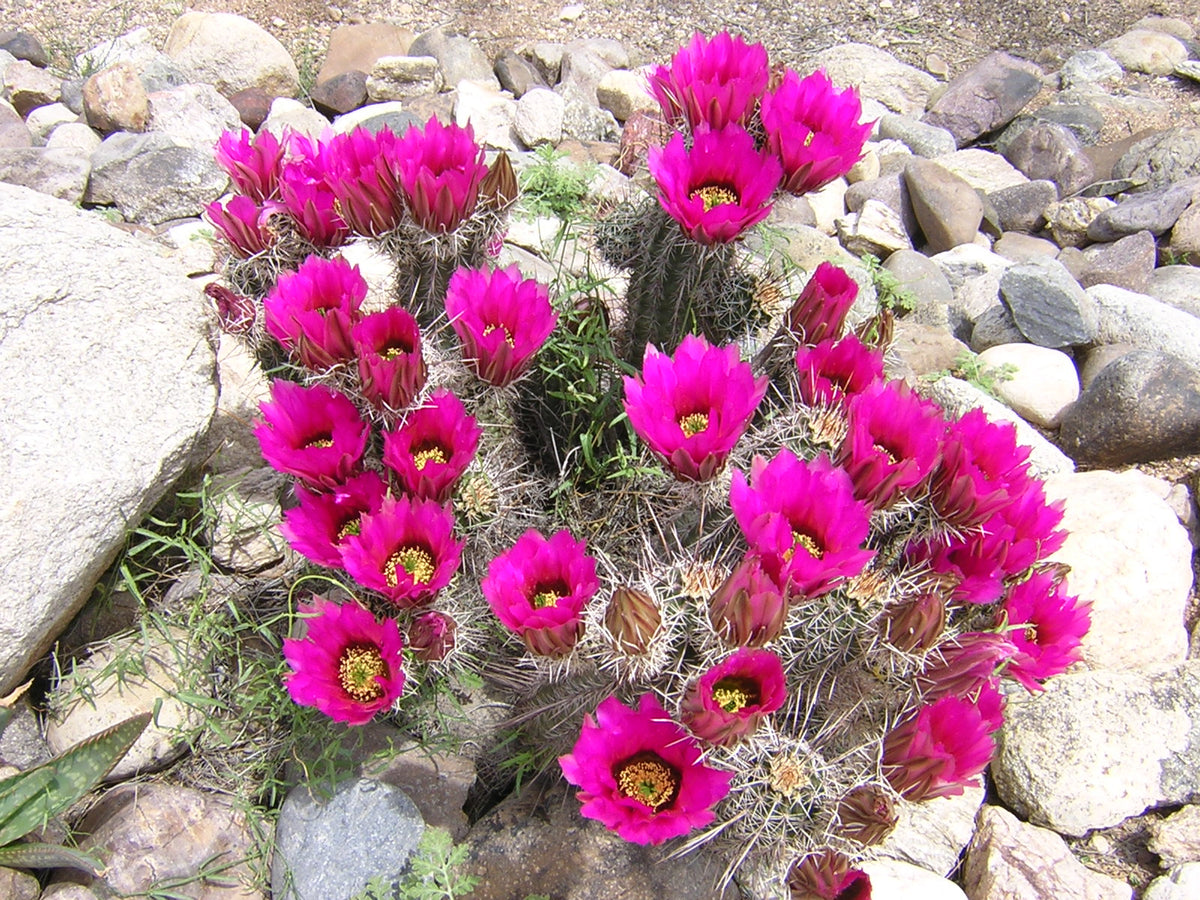 Echinocereus stramineus 25 Seeds - Straw Colored Hedgehog Cactus