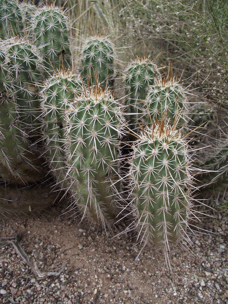 Echinocereus fasciculatus 25 Seeds - Short Spined Strawberry Cactus