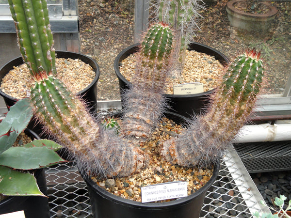 Echinocereus marksianus 25 Seeds - Mark’s Hedgdhog Cactus