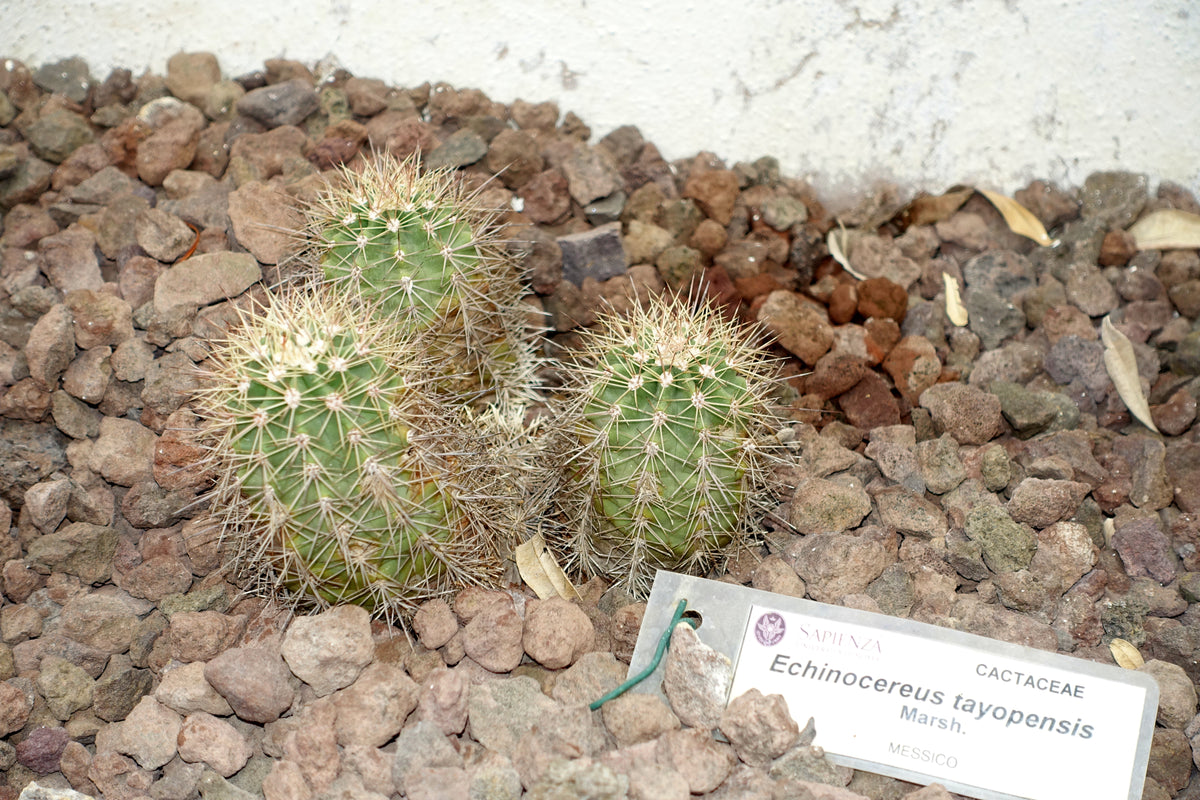 Echinocereus stramineus 25 Seeds - Straw Colored Hedgehog Cactus