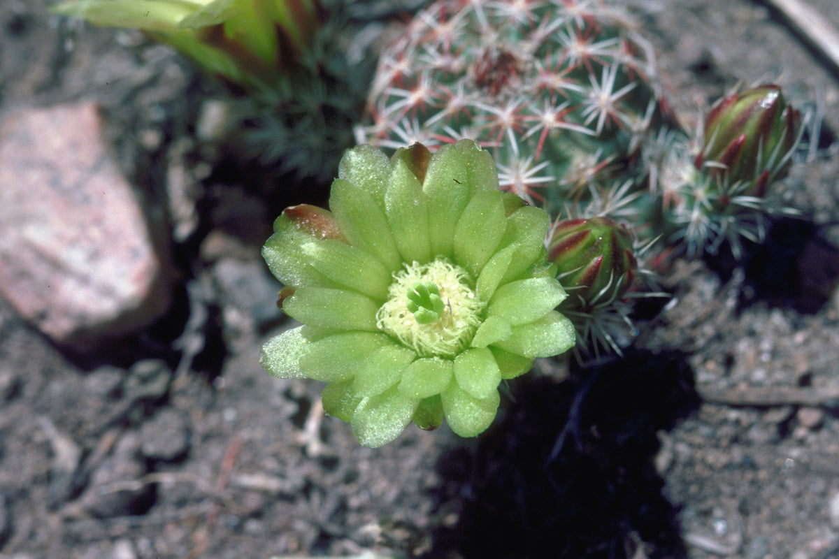 Echinocereus stramineus 25 Seeds - Straw Colored Hedgehog Cactus