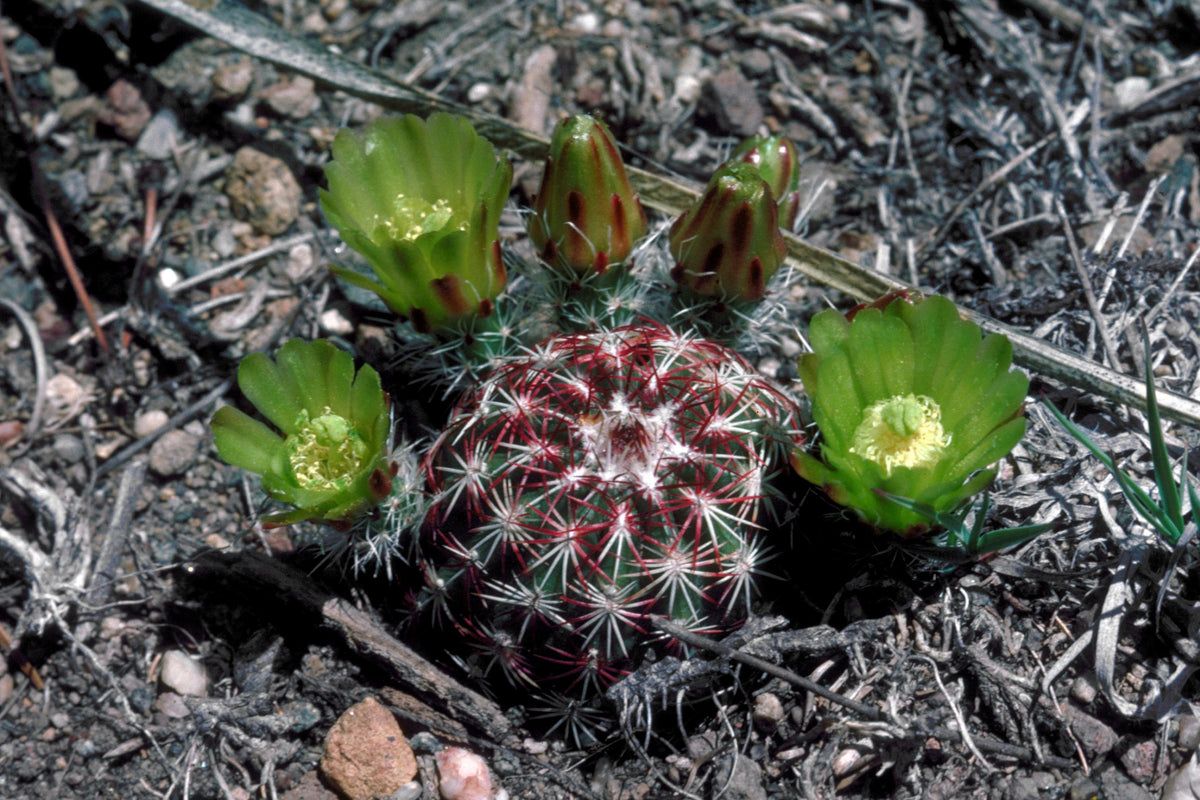 Echinocereus stramineus 25 Seeds - Straw Colored Hedgehog Cactus –  thegardenofset