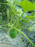 Echinocystis lobata 20 Seeds - Wild Cucumber