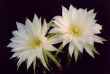 Echinopsis subdenudata Seeds - Easter Lily Cactus