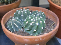 Echinopsis subdenudata Seeds - Easter Lily Cactus