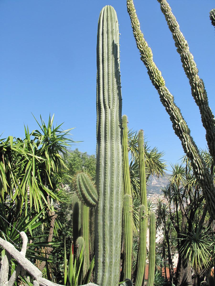 trichocereus terscheckii cactus Echinopsis terscheckii Seeds