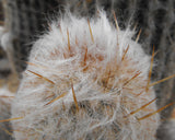 Espostoa lanata 25 Seeds - Peruvian Old Man Cactus