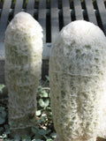 Espostoa melanostele 25 Seeds - Peruvian Old Man/Lady Cactus