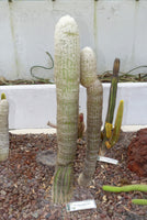 Espostoa melanostele 25 Seeds - Peruvian Old Man/Lady Cactus