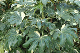 Fatsia japonica 25 Seeds - Paper Plant