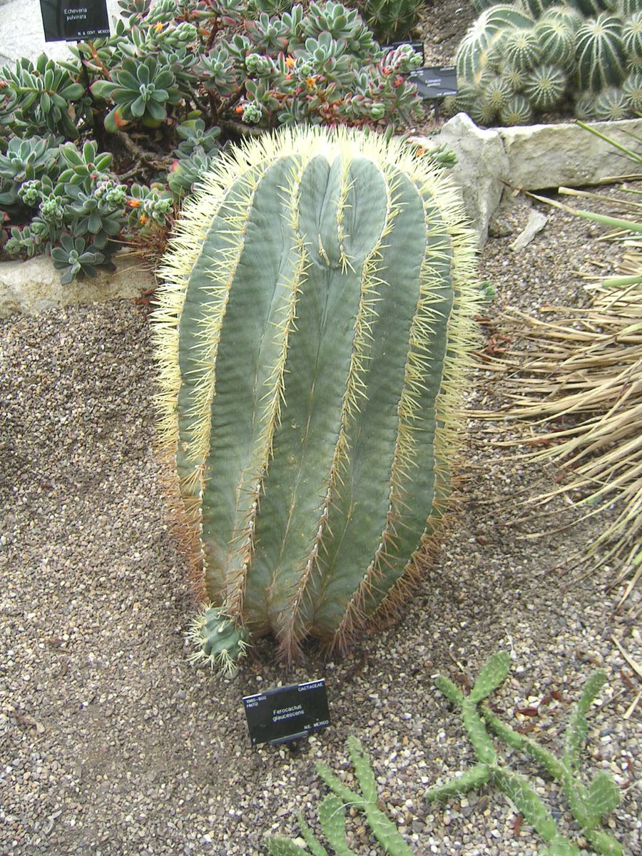 Ferocactus glaucescens Seeds - Blue Barrel Cactus  thegardenofset