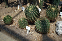 Ferocactus histrix 25 Seeds - Candy Barrel Cactus