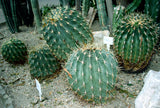 Ferocactus histrix 25 Seeds - Candy Barrel Cactus