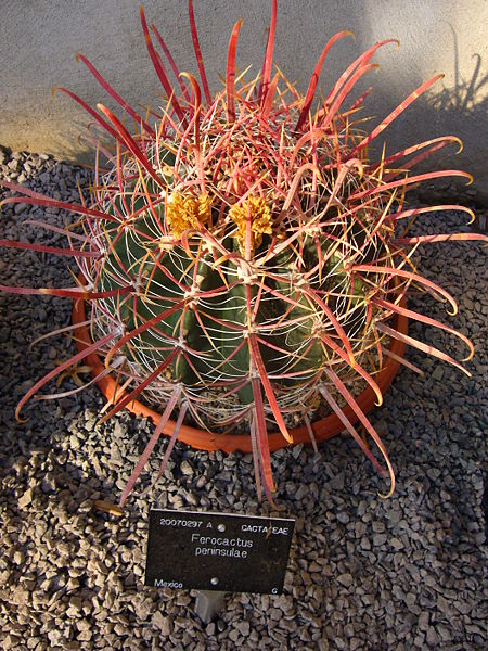 Ferocactus peninsulae 25 Seeds - Barrel Cactus