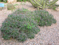 Ferocactus robustus 25 Seeds