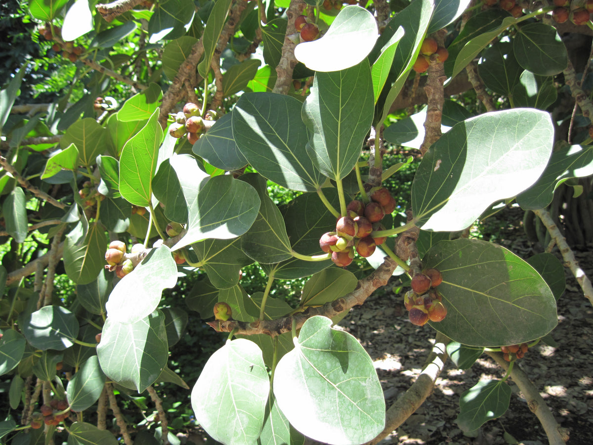 Indian Banyan Bonsai Ficus benghalensis Tropical House Plant 15 Fresh Rare  Seeds 
