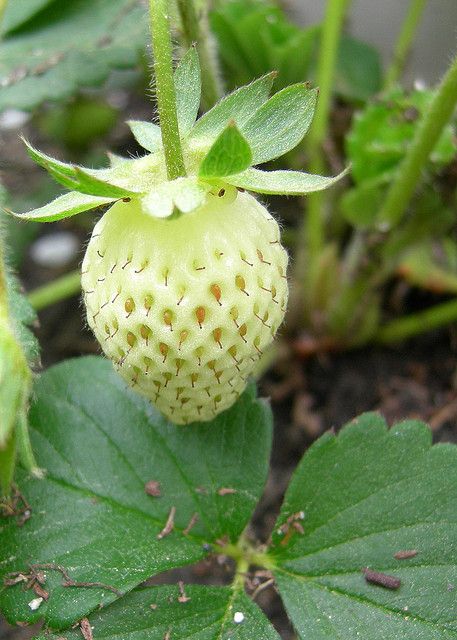 white alpine strawberry seeds Fragaria alpina var. alba Seeds