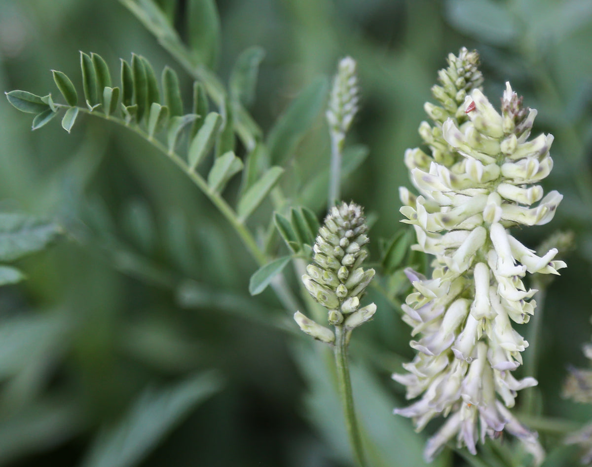 plants with licorice seeds Glycyrrhiza lepidota Seeds