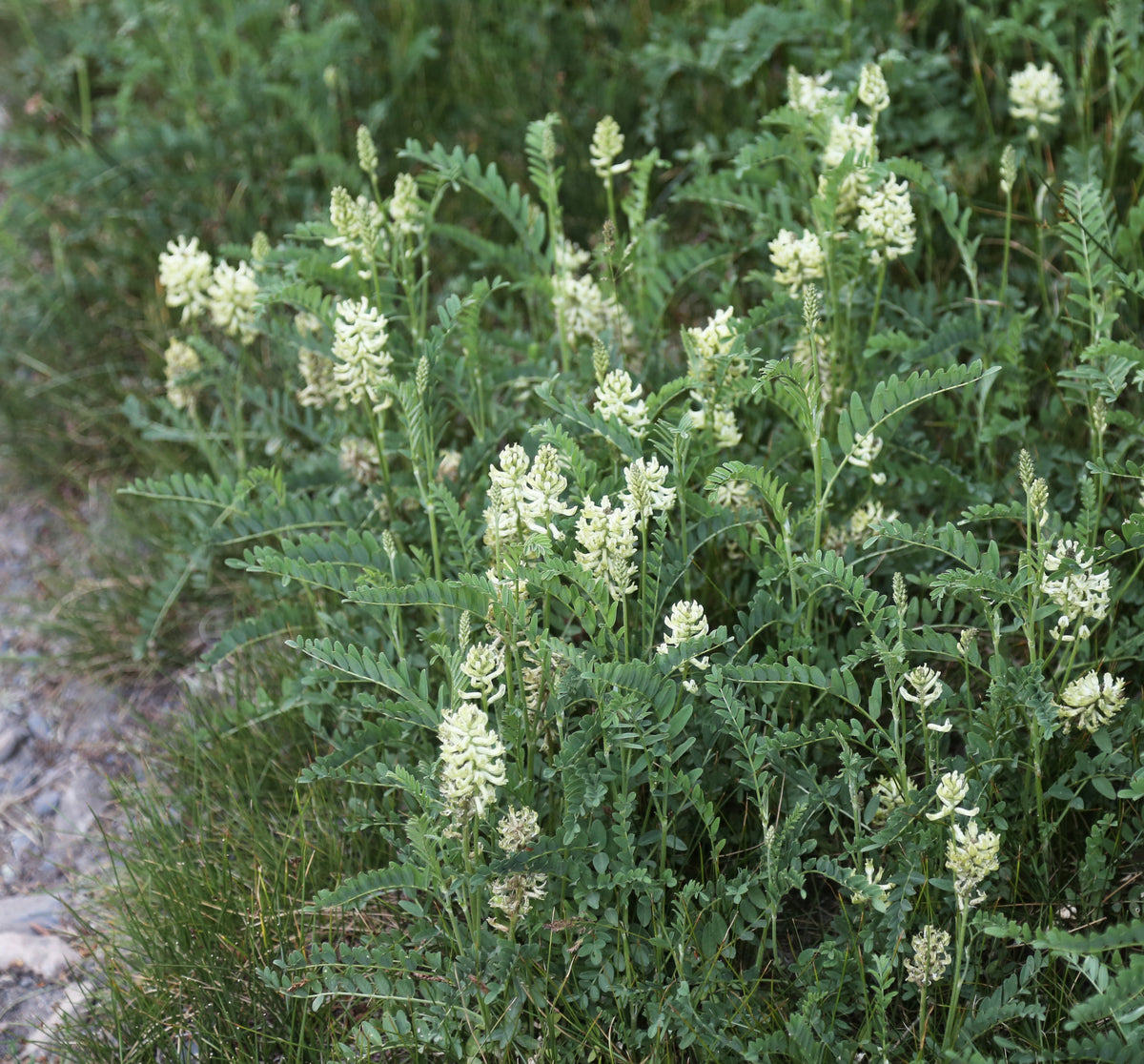 plants with licorice seeds Glycyrrhiza lepidota Seeds