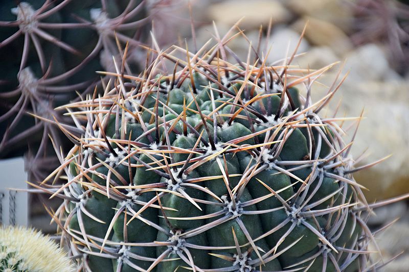 Gymnocalycium mostii Seeds - Gymnocalycium bicolor