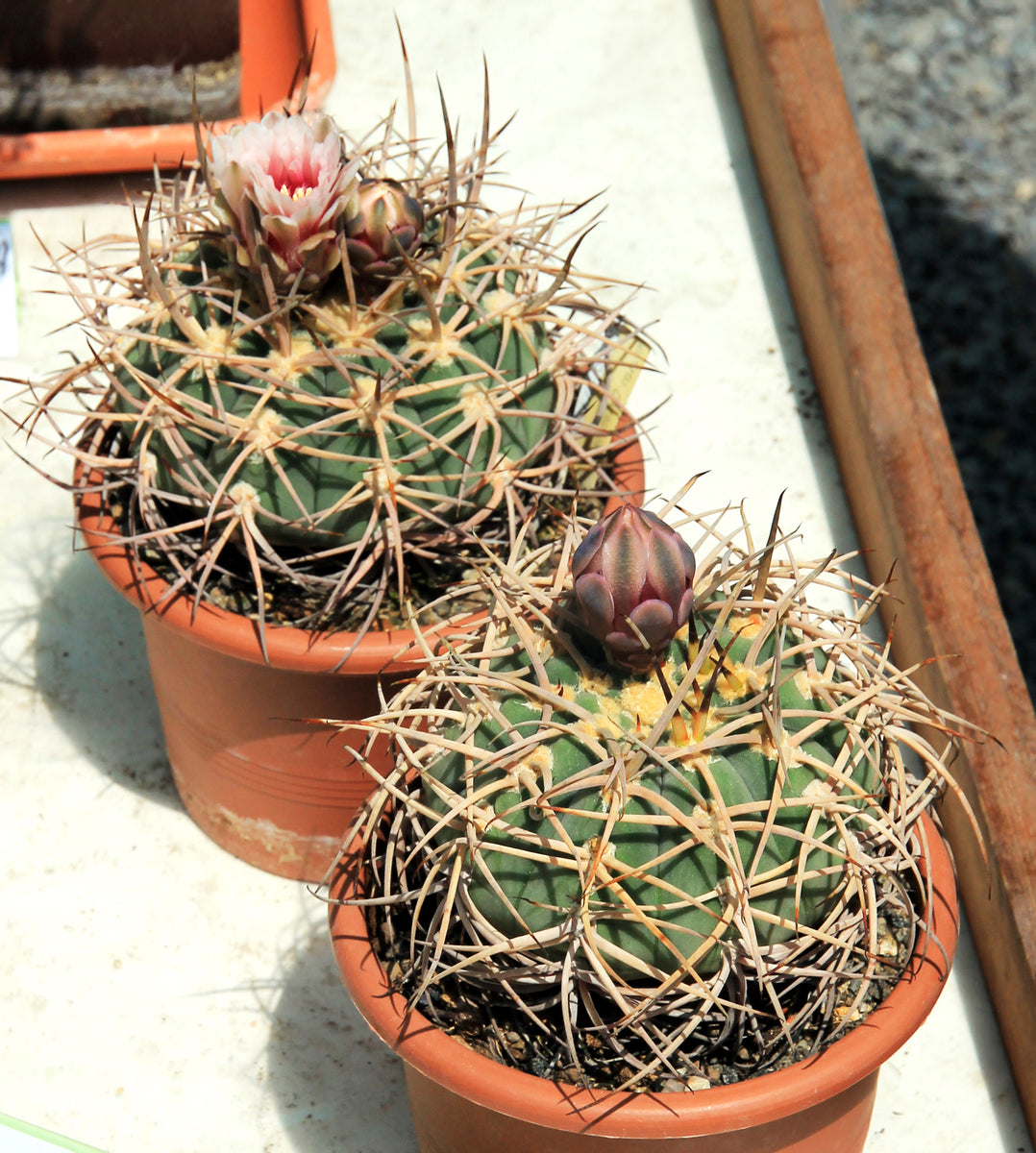 Gymnocalycium cardenasianum Seeds