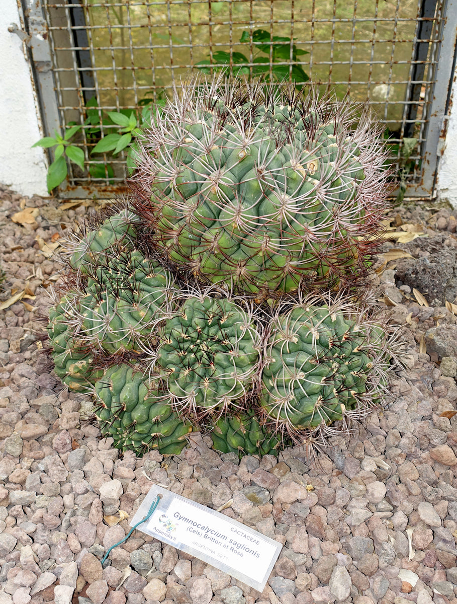 Gymnocalycium saglione Seeds
