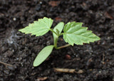 Humulus lupulus Seeds - Hops
