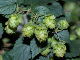 Humulus lupulus Seeds - Hops