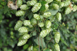 Humulus lupulus Seeds - Hops