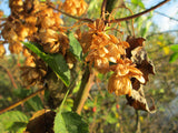 Humulus lupulus Seeds - Hops