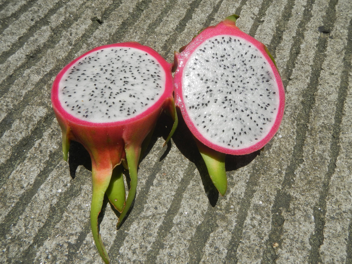 Hylocereus undatus Dragon Fruit