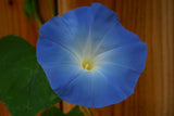 Ipomoea tricolor var. heavenly blue Seeds - Heavenly Blue Morning Glory