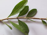 Lawsonia inermis Seeds- Henna
