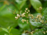 Lawsonia inermis Seeds- Henna