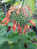 Leonotis nepetifolia 25 Seeds - Klip Dagga