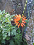 Leonotis nepetifolia 25 Seeds - Klip Dagga