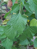 Leonotis nepetifolia 25 Seeds - Klip Dagga