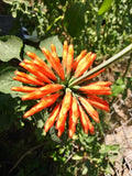 Leonotis nepetifolia 25 Seeds - Klip Dagga
