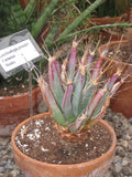 Leuchtenbergia principis 25 Seeds - Agave Cactus