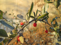 Lycium barbarum 50 Seeds - Goji Berry