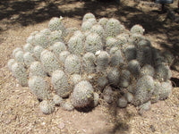 Mammillaria albicans 25 Seeds - Chalk Pygmy Cactus