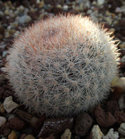Mammillaria candida 25 Seeds - Snowball Cactus