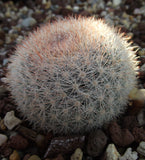 Mammillaria candida 25 Seeds - Snowball Cactus