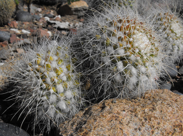 Mammillaria celsiana 25 Seeds - Golden Pincushion Cactus