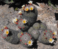 Mammillaria dioica 25 Seeds - Strawberry Cactus