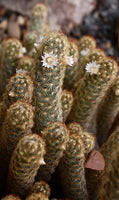 Mammillaria elongata Seeds - Ladyfinger Cactus - Gold Lace Cactus